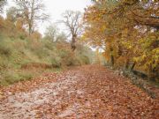 Camino en otoo. Alsite, Zamora